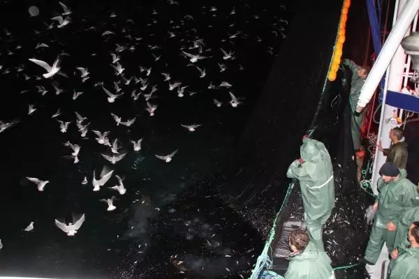 Hamsinin fiyatı, denizden tezgaha gelene kadar 3'e katlanıyor Hamsinin fiyatı, denizden tezgaha gelene kadar 3'e katlanıyor