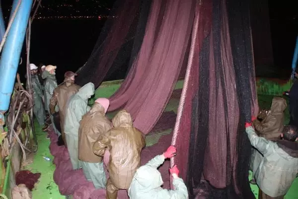 Hamsinin fiyatı, denizden tezgaha gelene kadar 3'e katlanıyor Hamsinin fiyatı, denizden tezgaha gelene kadar 3'e katlanıyor