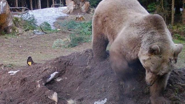 İneği yiyen ayı kalanını toprağa gömdü, o anlar fotokapana yansıdı