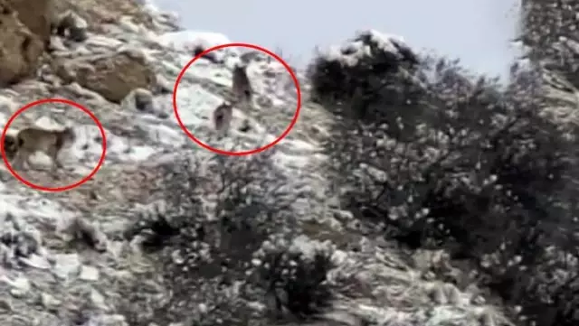 Nesli tükenme tehlikesiyle karşı karşıya olan doğanın hayaletleri bir arada görüldü Nesli tükenme tehlikesiyle karşı karşıya olan doğanın hayaletleri bir arada görüldü