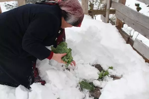 Rize'de kısıtlama başlamadan birçok kişi yine köylere çıktı Rize'de kısıtlama başlamadan birçok kişi yine köylere çıktı