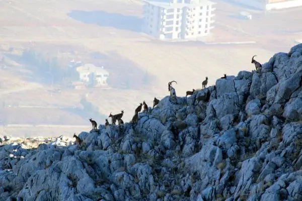 Sayıları artan yaban keçilerinin peşine düşen avcılar, fotokapana yakalandı Sayıları artan yaban keçilerinin peşine düşen avcılar, fotokapana yakalandı