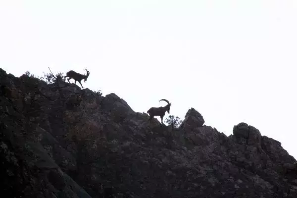 Sayıları artan yaban keçilerinin peşine düşen avcılar, fotokapana yakalandı Sayıları artan yaban keçilerinin peşine düşen avcılar, fotokapana yakalandı
