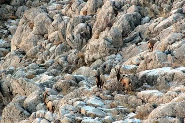 Sayıları artan yaban keçilerinin peşine düşen avcılar, fotokapana yakalandı Sayıları artan yaban keçilerinin peşine düşen avcılar, fotokapana yakalandı