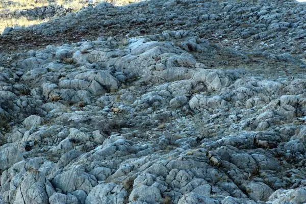 Sayıları artan yaban keçilerinin peşine düşen avcılar, fotokapana yakalandı Sayıları artan yaban keçilerinin peşine düşen avcılar, fotokapana yakalandı