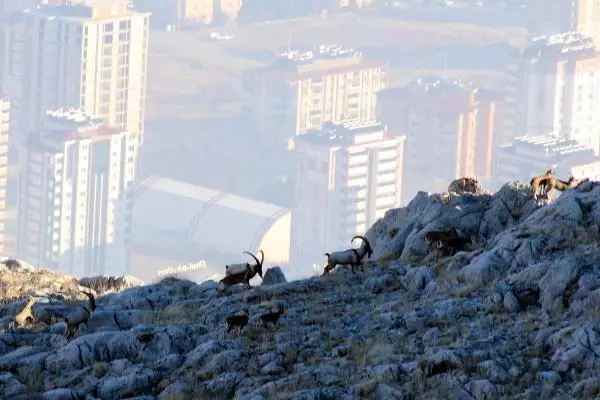 Sayıları artan yaban keçilerinin peşine düşen avcılar, fotokapana yakalandı Sayıları artan yaban keçilerinin peşine düşen avcılar, fotokapana yakalandı