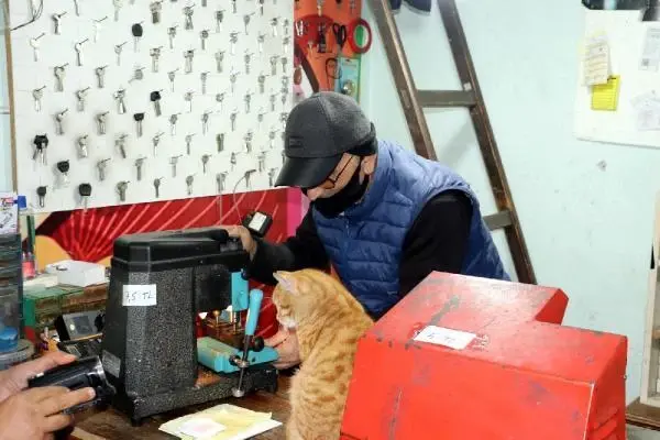 Soğuk havada sokak kedilerine iş yerini açtı Soğuk havada sokak kedilerine iş yerini açtı