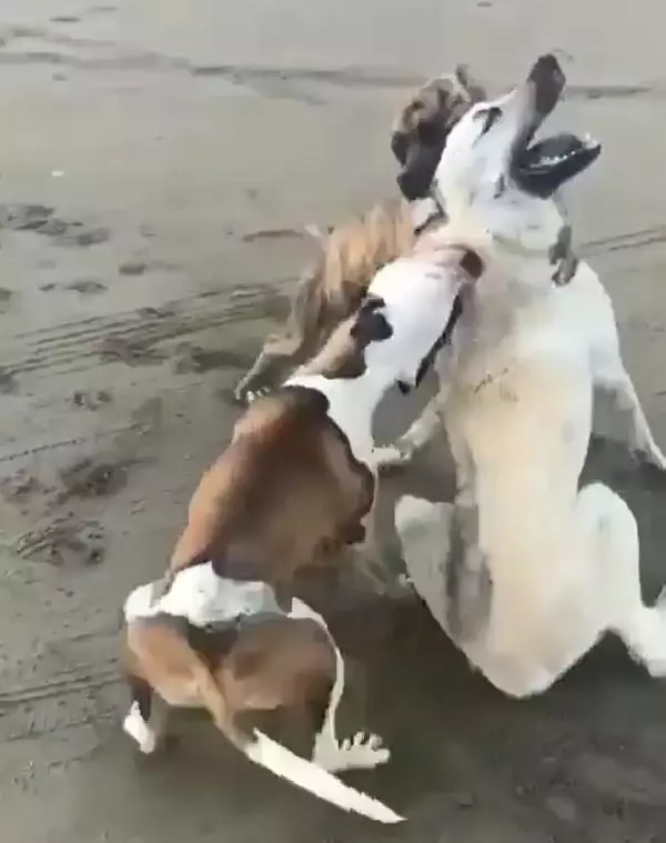 Sokak köpeğine saldıran pitbull köpeklerinin sahibine 20 bin 868 lira ceza Sokak köpeğine saldıran pitbull köpeklerinin sahibine 20 bin 868 lira ceza