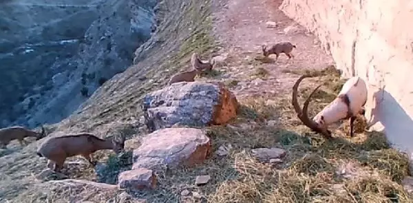 Tunceli'de yaban keçisi sürüsü fotokapanda Tunceli'de yaban keçisi sürüsü fotokapanda