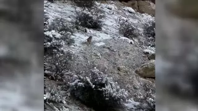 Üç vaşak görüntülendi Üç vaşak görüntülendi
