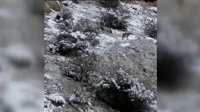 Üç vaşak görüntülendi Üç vaşak görüntülendi