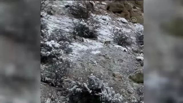 Üç vaşak görüntülendi Üç vaşak görüntülendi