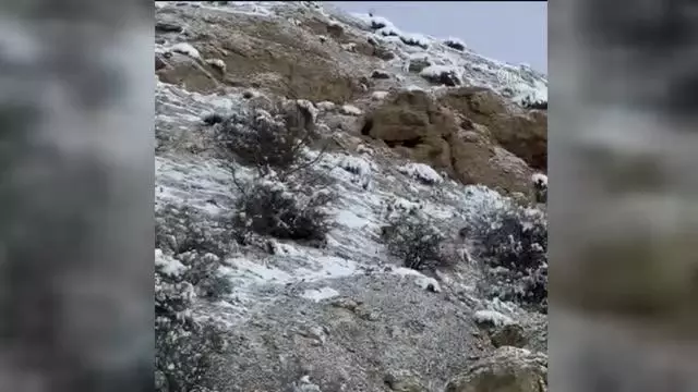 Üç vaşak görüntülendi Üç vaşak görüntülendi