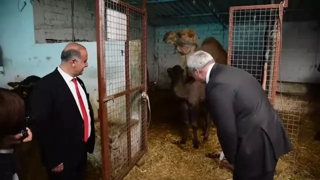 Ukrayna Büyükelçisi Andrii Sybiha, deve çiftliğini ziyaret etti Ukrayna Büyükelçisi Andrii Sybiha, deve çiftliğini ziyaret etti