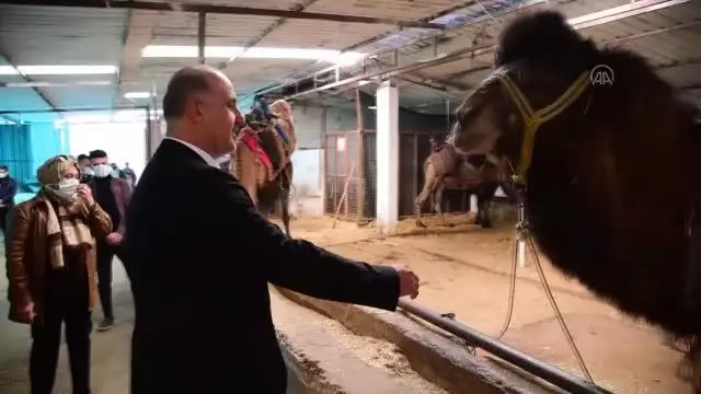 Ukrayna Büyükelçisi Andrii Sybiha, deve çiftliğini ziyaret etti Ukrayna Büyükelçisi Andrii Sybiha, deve çiftliğini ziyaret etti