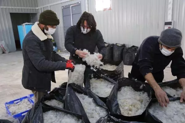 Bozok Üniversitesindeki tesiste yetiştirilen kazların tüyleri Almanya ve Macaristan'a satılıyor Bozok Üniversitesindeki tesiste yetiştirilen kazların tüyleri Almanya ve Macaristan'a satılıyor