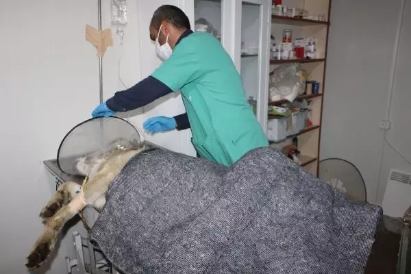 Yüksekova'da endişe yaratan kurt yakalandı Yüksekova'da endişe yaratan kurt yakalandı