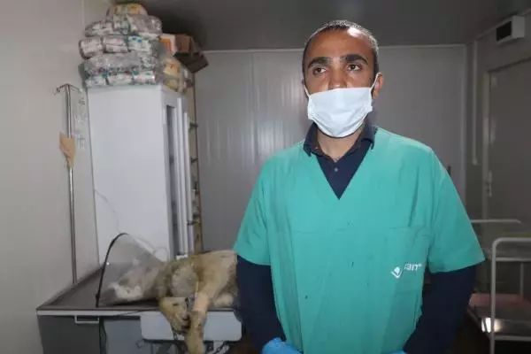 Yüksekova'da endişe yaratan kurt yakalandı Yüksekova'da endişe yaratan kurt yakalandı