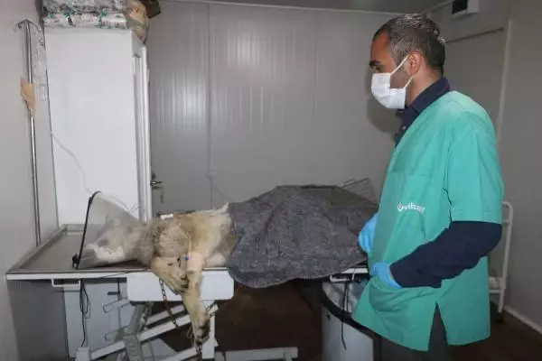 Yüksekova'da endişe yaratan kurt yakalandı Yüksekova'da endişe yaratan kurt yakalandı