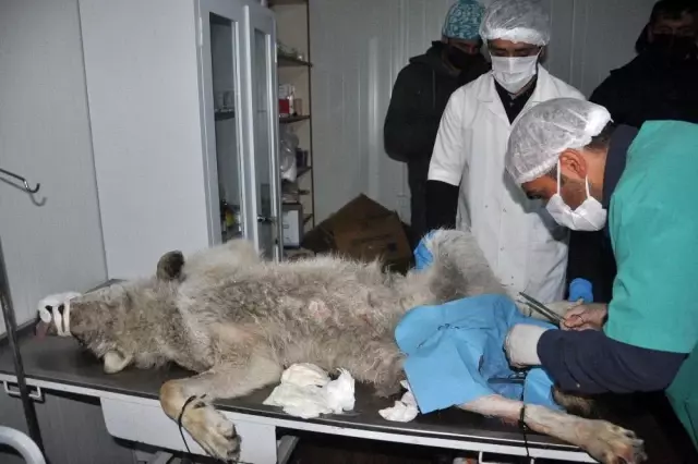 Yüksekova'da günlerdir korku salan kurt yakalandı Yüksekova'da günlerdir korku salan kurt yakalandı