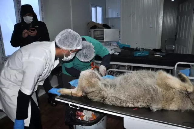 Yüksekova'da günlerdir korku salan kurt yakalandı Yüksekova'da günlerdir korku salan kurt yakalandı