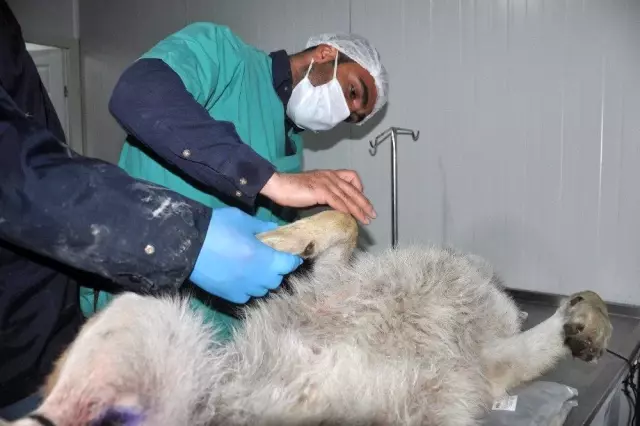 Yüksekova'da günlerdir korku salan kurt yakalandı Yüksekova'da günlerdir korku salan kurt yakalandı