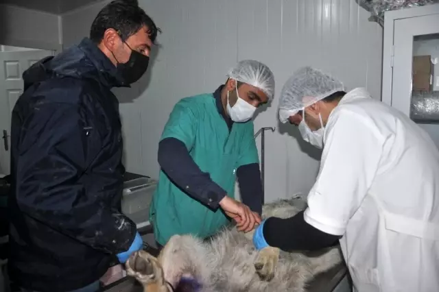 Yüksekova'da günlerdir korku salan kurt yakalandı Yüksekova'da günlerdir korku salan kurt yakalandı