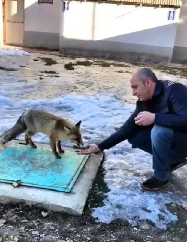 Aç kalan tilkiyi elleriyle besledi Aç kalan tilkiyi elleriyle besledi