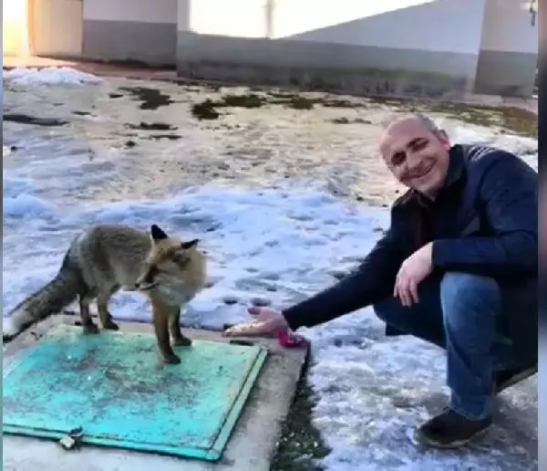 Aç kalan tilkiyi elleriyle besledi Aç kalan tilkiyi elleriyle besledi