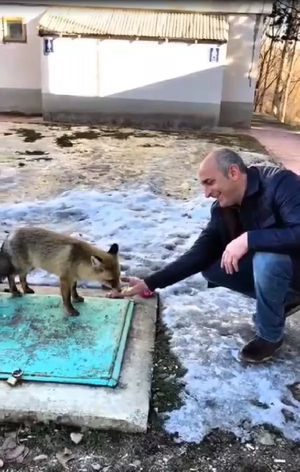 Aç kalan tilkiyi elleriyle besledi Aç kalan tilkiyi elleriyle besledi