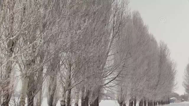Ağaçlarda oluşan kırağı güzel görüntünler oluşturdu Ağaçlarda oluşan kırağı güzel görüntünler oluşturdu