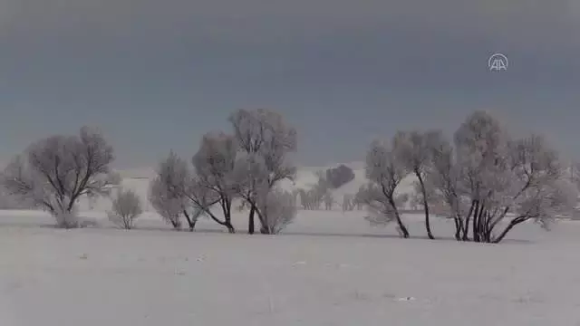 Ağaçlarda oluşan kırağı güzel görüntünler oluşturdu Ağaçlarda oluşan kırağı güzel görüntünler oluşturdu