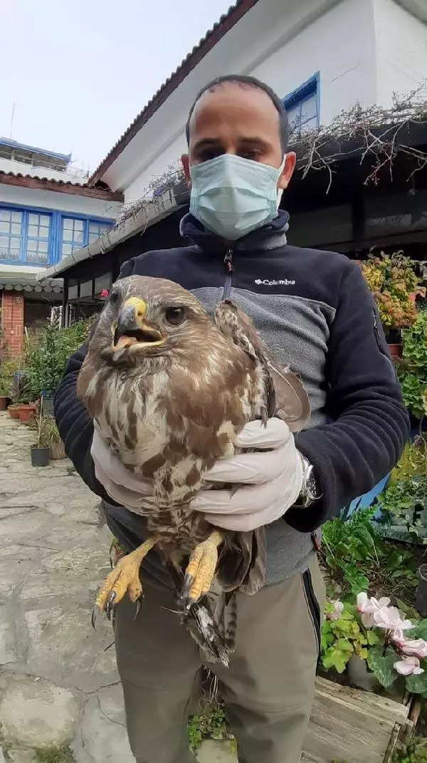 Avcıların vurduğu yaralı şahine yardım eli Avcıların vurduğu yaralı şahine yardım eli