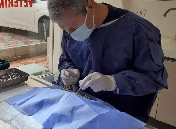 Avcıların vurduğu yaralı şahine yardım eli Avcıların vurduğu yaralı şahine yardım eli