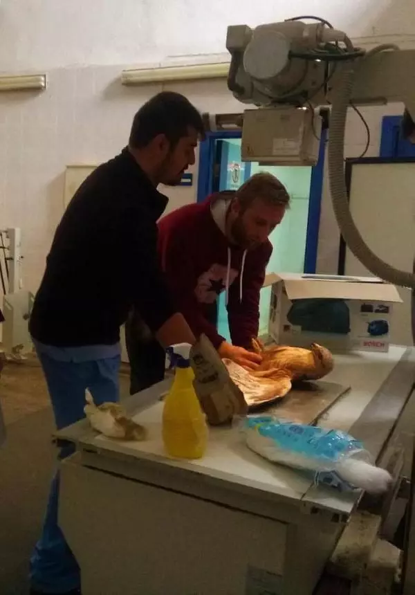 Avcıların vurduğu yaralı şahine yardım eli Avcıların vurduğu yaralı şahine yardım eli