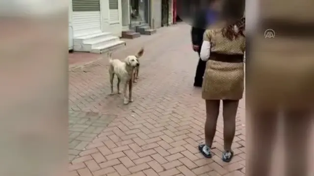 Son Dakika | BALIKESİR - Köpeklerine 20 kediyi boğdurttuğu ileri sürülen kişi gözaltına alındı Son Dakika | BALIKESİR - Köpeklerine 20 kediyi boğdurttuğu ileri sürülen kişi gözaltına alındı