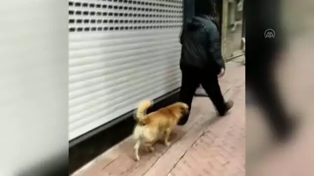 Son Dakika | BALIKESİR - Köpeklerine 20 kediyi boğdurttuğu ileri sürülen kişi gözaltına alındı Son Dakika | BALIKESİR - Köpeklerine 20 kediyi boğdurttuğu ileri sürülen kişi gözaltına alındı