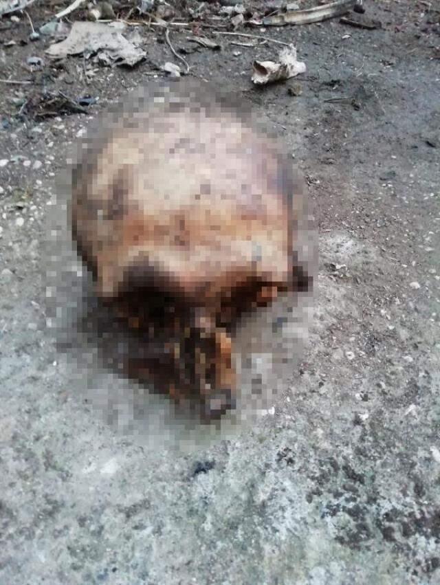 Evinin bahçesinde temizlik yapan vatandaş, insana ait kafatası buldu Evinin bahçesinde temizlik yapan vatandaş, insana ait kafatası buldu