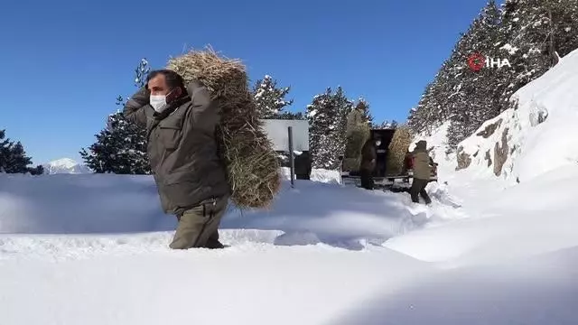 Gümüşhane'de yaban hayvanları aç bırakılmıyor Gümüşhane'de yaban hayvanları aç bırakılmıyor