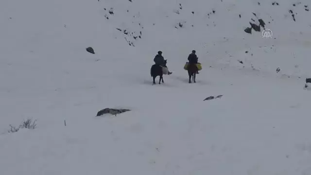 Hayvanları için dondurucu soğukta karlı dağlardan ot taşıyorlar Hayvanları için dondurucu soğukta karlı dağlardan ot taşıyorlar
