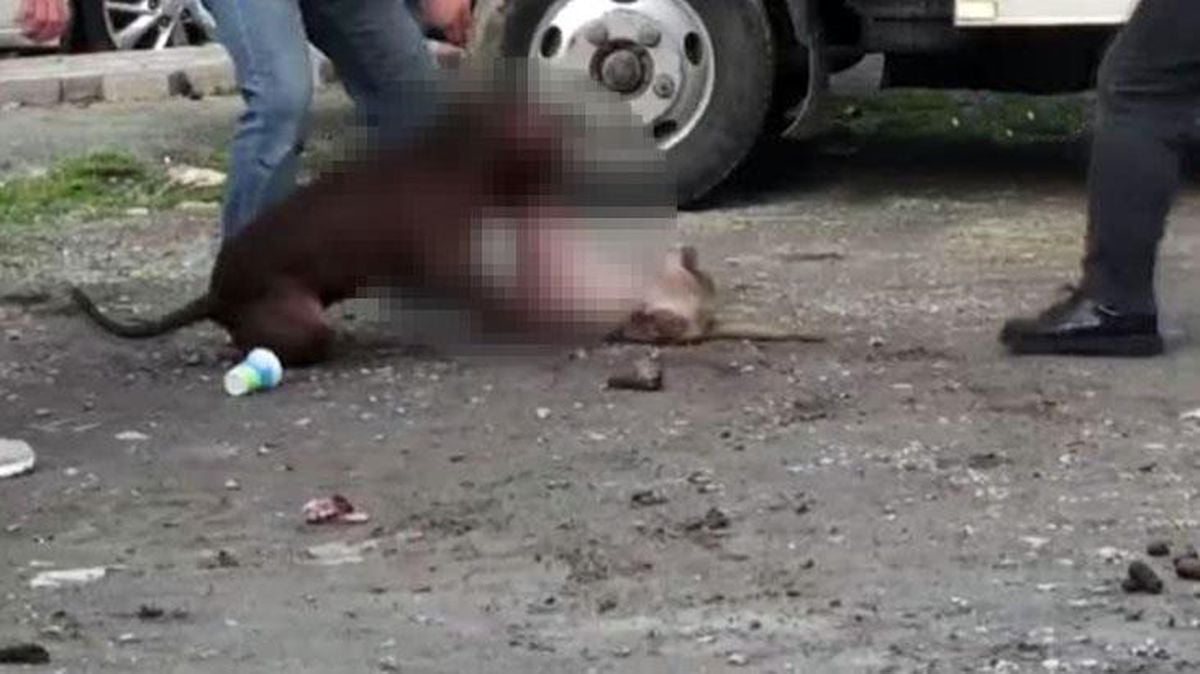 İstanbul'da pitbull dehşeti! Kediye saldırdığı anlar saniye saniye kamerada