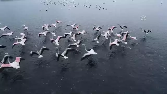 İzmit Körfezi göçmen kuşların uğrak noktası oldu İzmit Körfezi göçmen kuşların uğrak noktası oldu