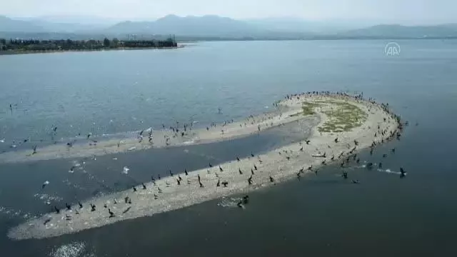 İzmit Körfezi göçmen kuşların uğrak noktası oldu İzmit Körfezi göçmen kuşların uğrak noktası oldu