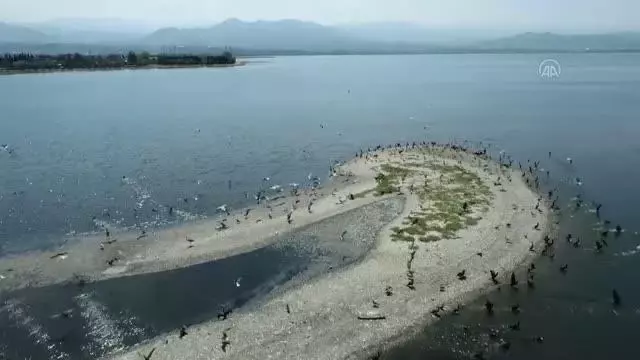 İzmit Körfezi göçmen kuşların uğrak noktası oldu İzmit Körfezi göçmen kuşların uğrak noktası oldu
