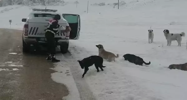 Son dakika haberi! Jandarma, Perşembe Yaylası'ndaki hayvanları unutmadı Son dakika haberi! Jandarma, Perşembe Yaylası'ndaki hayvanları unutmadı