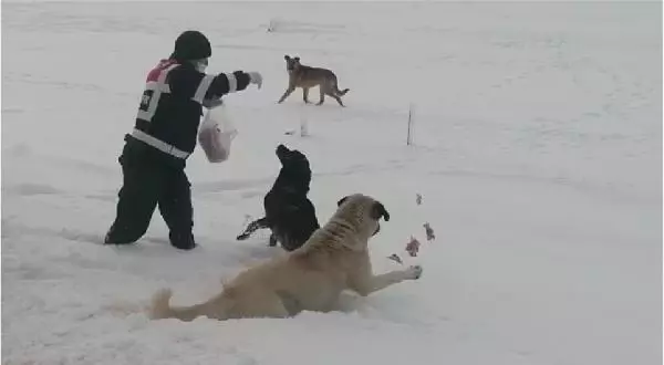Son dakika haberi! Jandarma, Perşembe Yaylası'ndaki hayvanları unutmadı Son dakika haberi! Jandarma, Perşembe Yaylası'ndaki hayvanları unutmadı