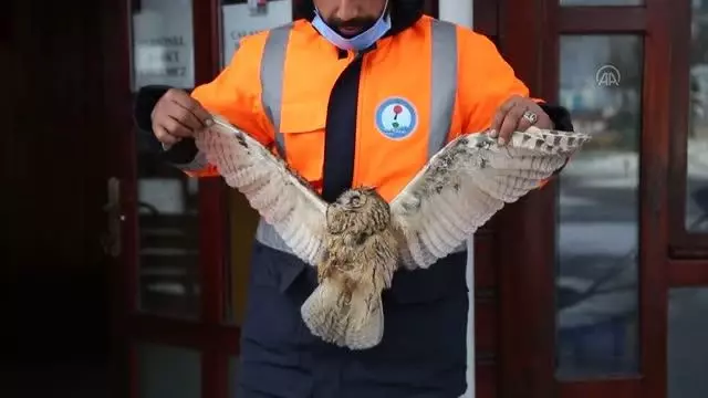KASTAMONU - Donmak üzereyken bulunan baykuş tedavi altına alındı KASTAMONU - Donmak üzereyken bulunan baykuş tedavi altına alındı