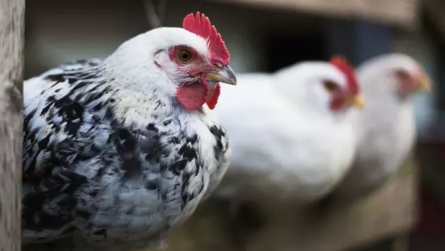 Kuş gribi: Rusya virüsün H5N8 türünün ilk kez insanlarda tespit edildiğini açıkladı Kuş gribi: Rusya virüsün H5N8 türünün ilk kez insanlarda tespit edildiğini açıkladı