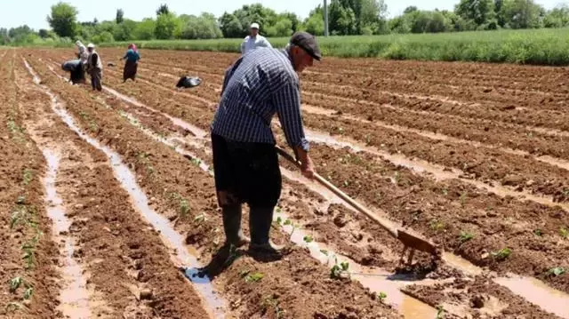 Mazot gübre desteği ne zaman ödenecek? 2021 - Çitçiye mazot ve gübre desteği ne zaman yatacak? Mazot gübre desteği ne zaman ödenecek? 2021 - Çitçiye mazot ve gübre desteği ne zaman yatacak?