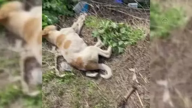 Ölü bulunan 5 sokak köpeği inceleme için belediye ekiplerine teslim edildi Ölü bulunan 5 sokak köpeği inceleme için belediye ekiplerine teslim edildi